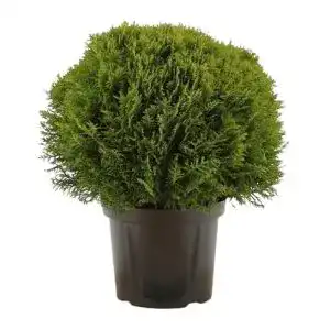 Thuja Harro’s Pflanzenwelt occ. ‘Danica’ kugeliger Zwerg, 17 cm