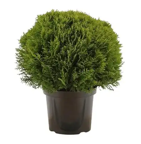 Thuja Harro’s Pflanzenwelt occ. ‘Danica’ kugeliger Zwerg, 17 cm