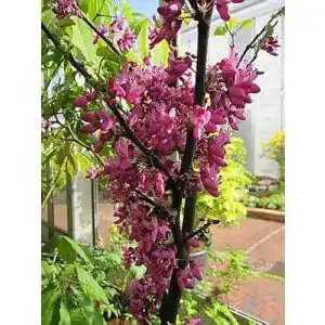Judasbaum Baumschule Pflanzenvielfalt Cercis siliquastrum Bodnant