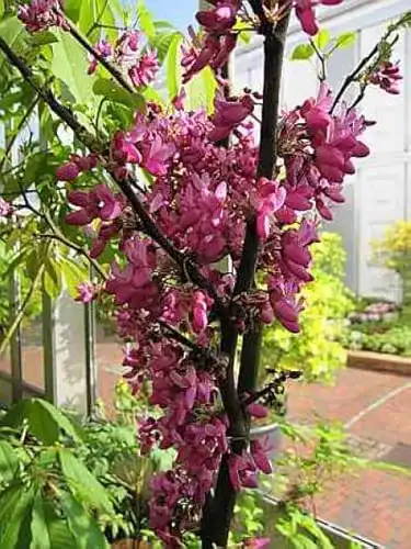 Judasbaum Baumschule Pflanzenvielfalt Cercis siliquastrum Bodnant