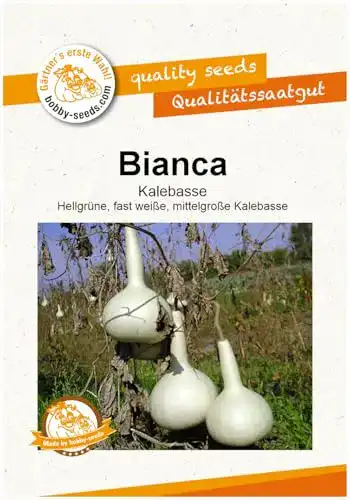 Kalebassen-Samen Gärtner’s erste Wahl! bobby-seeds.com Kürbissamen
