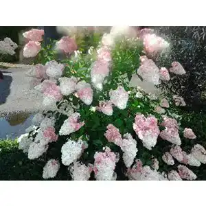 Rispenhortensie Artländer Pflanzenhof `Vanille Fraise´, 40-60cm