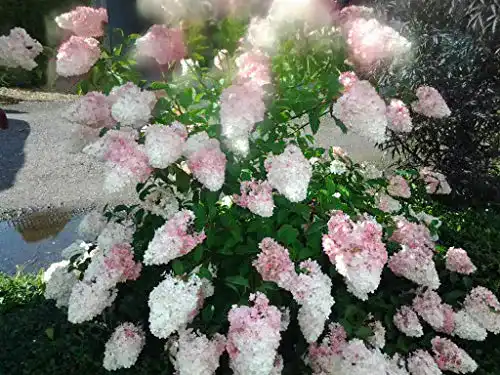 Rispenhortensie Artländer Pflanzenhof `Vanille Fraise´, 40-60cm