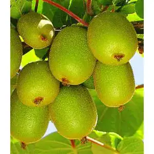 Kiwibaum BALDUR Garten Säulen-Kiwi ‘Issai’, 1 Pflanze