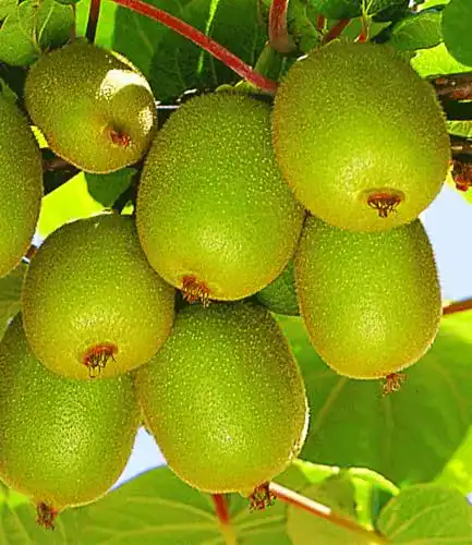 Kiwibaum BALDUR Garten Säulen-Kiwi ‘Issai’, 1 Pflanze