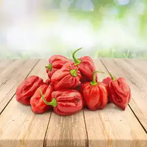 Chili-Samen Prademir Habanero Rot 25 x Samen aus Portugal