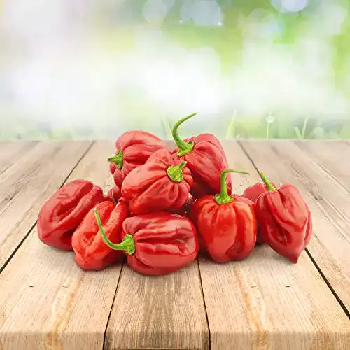 Chili-Samen Prademir Habanero Rot 25 x Samen aus Portugal