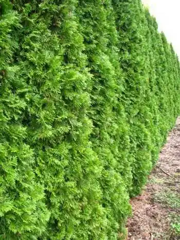 Thuja Plantenwelt Smaragd Lebensbaum occidentalis Smaragd