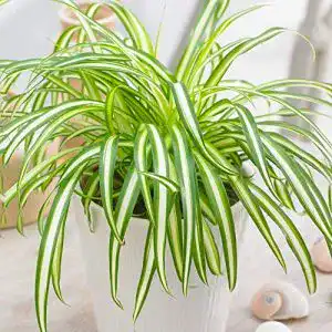 Grünlilie GardenersDream Chlorophytum Variegatum