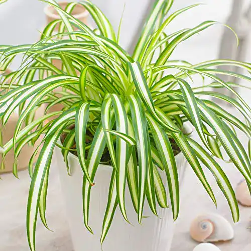 Grünlilie GardenersDream Chlorophytum Variegatum