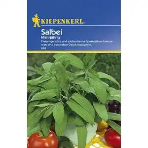 Salbei-Samen Kiepenkerl Salbei Mehrjährig