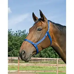 Sicherheitshalfter Busse Halfter WEIDE, Vollblut, royalblau