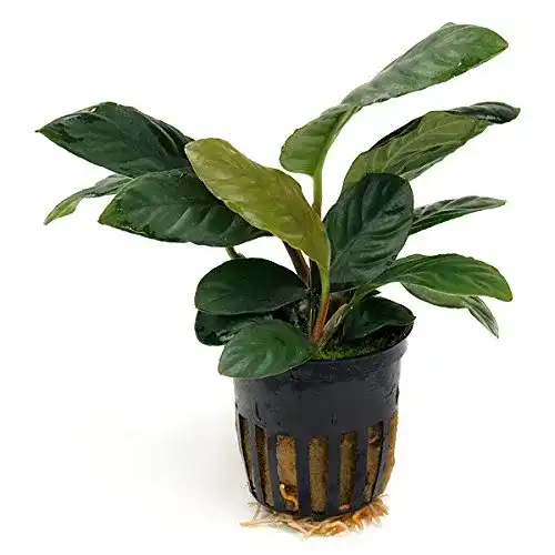 Anubia Mühlan Wasserpflanzen 1 Topf Coffeefolia, Rarität