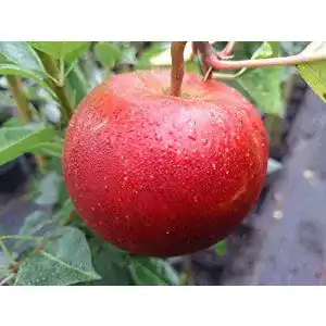 Boskoop-Apfelbaum PlantaPro Apfelbaum, Roter Boskoop