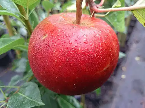 Boskoop-Apfelbaum PlantaPro Apfelbaum, Roter Boskoop