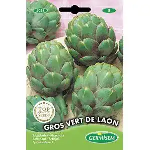 Artischocken-Samen Germisem Artischocke VERT DE LAON