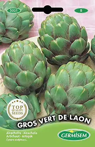 Artischocken-Samen Germisem Artischocke VERT DE LAON