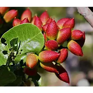 Pistazien-Samen Potseed Samen Keimung: 10 Samen: Pistacia Vera
