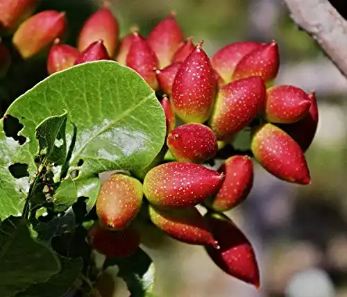 Pistazien-Samen Potseed Samen Keimung: 10 Samen: Pistacia Vera