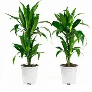 Drachenbaum botanicly Zimmerpflanzen, 2 × Höhe: 65 cm