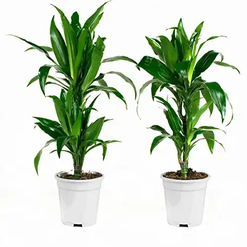 Drachenbaum botanicly Zimmerpflanzen, 2 × Höhe: 65 cm