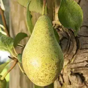 Birnenbaum Pflanzen Für Dich, “Gute Luise” Pyrus com., 7,5L Topf