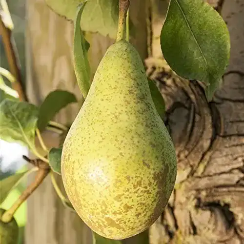 Birnenbaum Pflanzen Für Dich, “Gute Luise” Pyrus com., 7,5L Topf