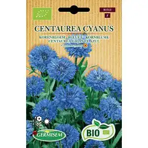 Kornblumen-Samen Germisem Kornblume CENTAUREA CYANUS
