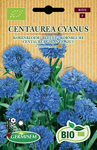 Kornblumen-Samen Germisem Kornblume CENTAUREA CYANUS