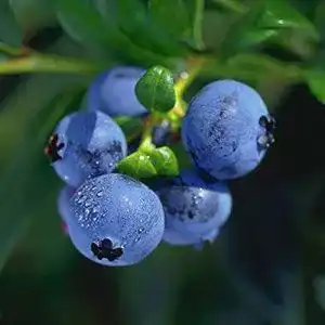 Heidelbeerstrauch Garten Schlüter Heidelbeere ‘Hortblue Petite®’