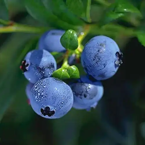 Heidelbeerstrauch Garten Schlüter Heidelbeere ‘Hortblue Petite®’