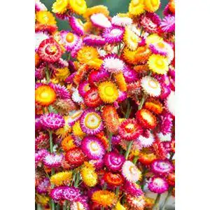 Strohblumen-Samen GardenSeedsMarket Goldene Ewigkeit