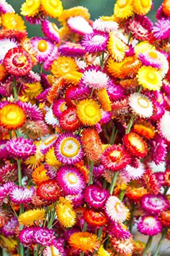 Strohblumen-Samen GardenSeedsMarket Goldene Ewigkeit