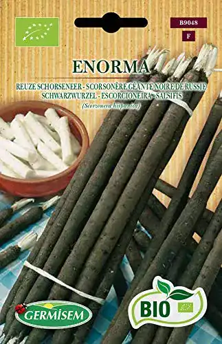 Schwarzwurzelsamen Germisem Schwarzwurzeln ENORMA