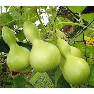 Kalebassen-Samen Samen Schenker Zier-Kürbis – Kalebassen-Kürbis