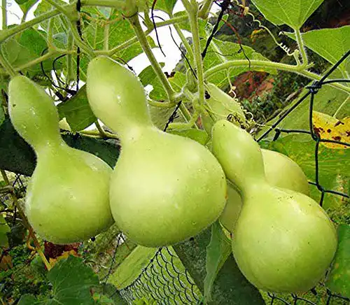 Kalebassen-Samen Samen Schenker Zier-Kürbis – Kalebassen-Kürbis