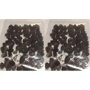 Erlenzapfen catappa-leaves ~120Stk.(=50g), Schwarzerle, Alnus