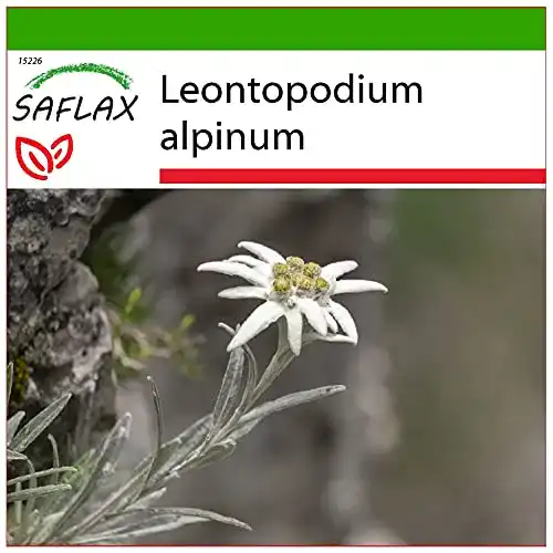 Edelweiß-Samen Saflax Heilpflanzen Edelweiss 500 Samen