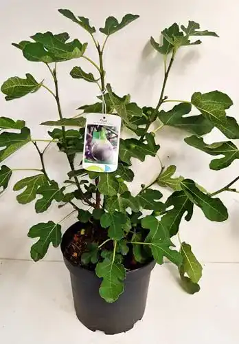 Feigenbaum Plantenwelt Wiesmoor winterharte eßbare Feige