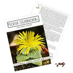 Sukkulenten-Samen HappySeed, 1x Echter Tigerrachen