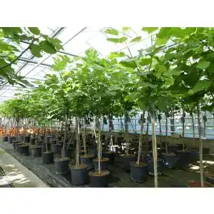 Feigenbaum gruenwaren jakubik kompakter 140 cm Obstbaum