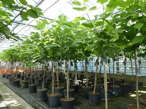 Feigenbaum gruenwaren jakubik kompakter 140 cm Obstbaum