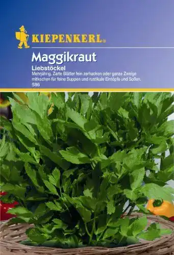 Liebstöckel-Samen Kiepenkerl Maggikraut Liebstöckel mehrjährig