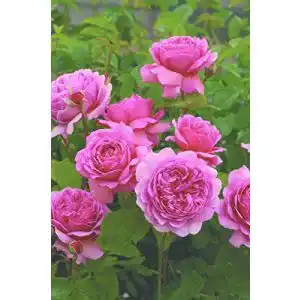 Englische Rosen Rosen Union Englische Rose ‘Princess Alexandra