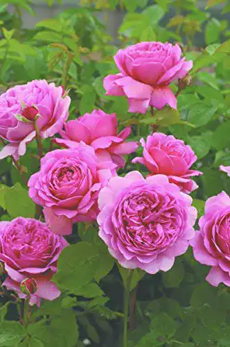Englische Rosen Rosen Union Englische Rose ‘Princess Alexandra