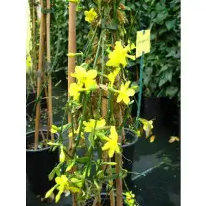 Jasmin-Pflanze Plantenwelt echter Winter Jasmin 80-100 cm