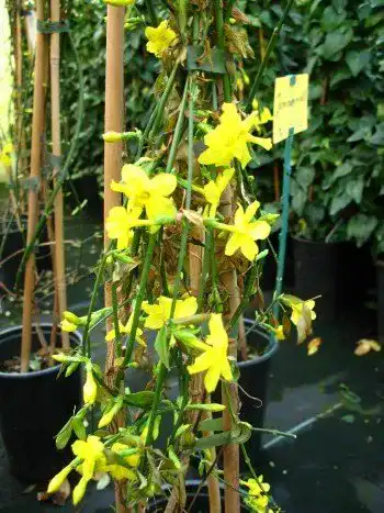Jasmin-Pflanze Plantenwelt echter Winter Jasmin 80-100 cm