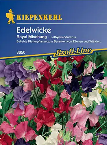 Duftwicken-Samen Kiepenkerl, Edelwicke, Lathyrus odoratus Royal