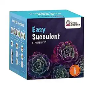 Sukkulenten-Samen Grow Buddha, Sukkulenten-Kit