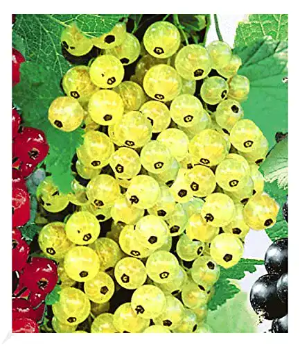 Johannisbeerstrauch BALDUR Garten ‘Goldgelbe Versailler’